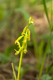 Attēlu rezultāti vaicājumam “Corallorhiza trifida flower”