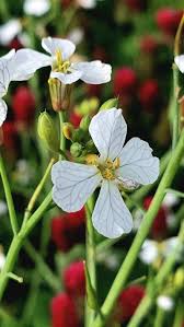 Attēlu rezultāti vaicājumam “Raphanus raphanistrum flower”