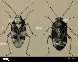 Attēlu rezultāti vaicājumam “Capsus ater”