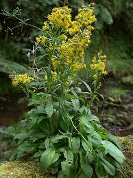 Image result for Solidago virgaurea