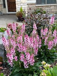 Attēlu rezultāti vaicājumam “Verbascum”