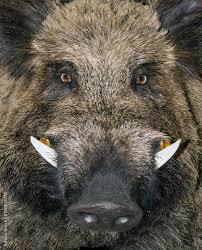 Attēlu rezultāti vaicājumam “Sus scrofa”