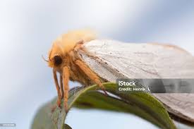 Attēlu rezultāti vaicājumam “Hepialus humuli male”