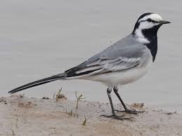 Attēlu rezultāti vaicājumam “Motacilla alba juvenile”
