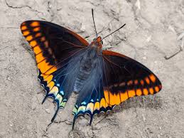 Attēlu rezultāti vaicājumam “Boloria aquilonaris upperside”