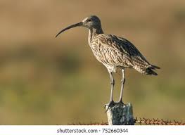 Attēlu rezultāti vaicājumam “Numenius arquata”