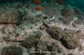 Image result for Pseudobatos lentiginosus