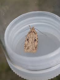 Attēlu rezultāti vaicājumam “Agonopterix aranella”