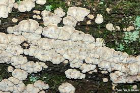 Attēlu rezultāti vaicājumam “Xylobolus frustulatus”