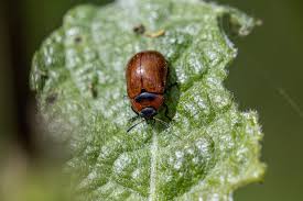 Attēlu rezultāti vaicājumam “Gonioctena”