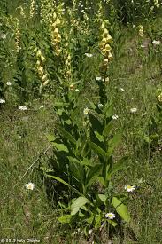 Image result for Digitalis grandiflora