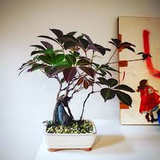 Image result for parthenocissus bonsai