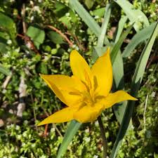Attēlu rezultāti vaicājumam “Tulipa sylvestris”