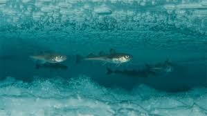 Image result for Arctogadus glacialis