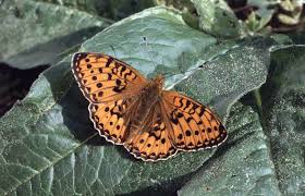 Attēlu rezultāti vaicājumam “Argynnis aglaja”