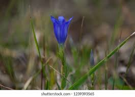 Attēlu rezultāti vaicājumam “Gentiana pneumonanthe leaf”