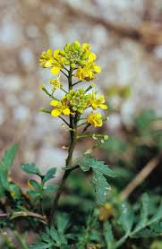 Attēlu rezultāti vaicājumam “Rorippa palustris flower”