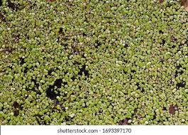 Attēlu rezultāti vaicājumam “Lemna gibba”