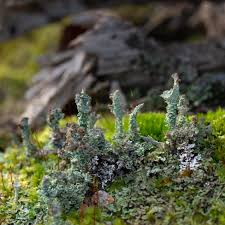 Attēlu rezultāti vaicājumam “Cladonia squamosa”