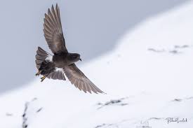 Image result for Oceanites oceanicus