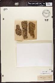 Attēlu rezultāti vaicājumam “Cliostomum corrugatum”