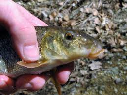 Image result for Catostomus commersonii