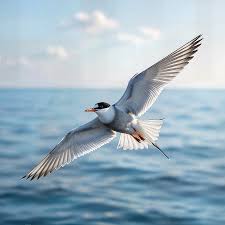 Attēlu rezultāti vaicājumam “Sterna hirundo”