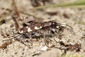 Attēlu rezultāti vaicājumam “Cicindela maritima”