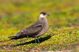 Attēlu rezultāti vaicājumam “Stercorarius parasiticus”
