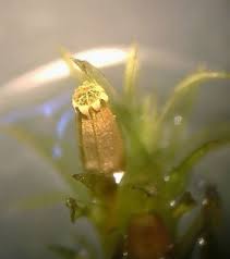 Attēlu rezultāti vaicājumam “Orthotrichum affine var. affine”