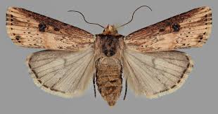 Attēlu rezultāti vaicājumam “Axylia putris”