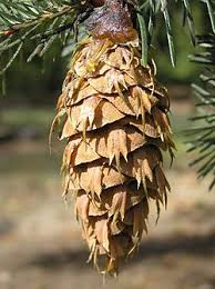 Attēlu rezultāti vaicājumam “Pseudotsuga menziesii”