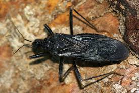 Attēlu rezultāti vaicājumam “Reduvius personatus”