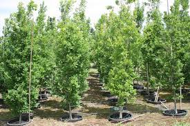 Attēlu rezultāti vaicājumam “Quercus robur Fastigiata”