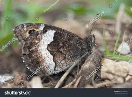 Attēlu rezultāti vaicājumam “Hipparchia alcyone underside”