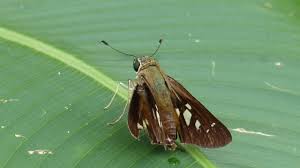 Attēlu rezultāti vaicājumam “Hesperiidae”