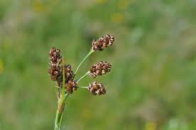 Attēlu rezultāti vaicājumam “Luzula multiflora fruit”