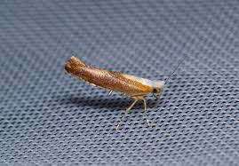 Attēlu rezultāti vaicājumam “Argyresthia albistria”