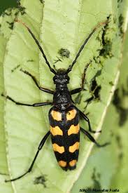 Attēlu rezultāti vaicājumam “Leptura quadrifasciata”