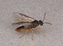 Attēlu rezultāti vaicājumam “Hoplia parvula imago”