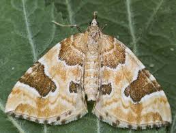 Attēlu rezultāti vaicājumam “Eulithis sp.”