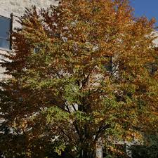 Attēlu rezultāti vaicājumam “Cercidiphyllum japonicum”