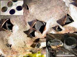 Attēlu rezultāti vaicājumam “Biscogniauxia marginata”