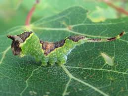 Attēlu rezultāti vaicājumam “Furcula bifida”