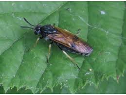 Attēlu rezultāti vaicājumam “Arge ustulata”