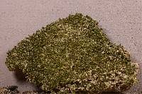 Attēlu rezultāti vaicājumam “Didymodon tophaceus”