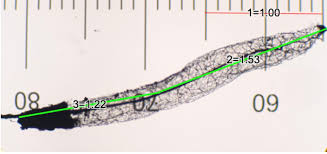 Attēlu rezultāti vaicājumam “Stemonitis pallida var. rubescens”