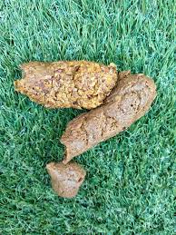 Image result for cestoda excrement dog