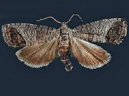 Attēlu rezultāti vaicājumam “Cydia pomonella”