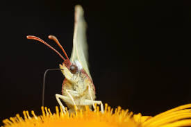 Attēlu rezultāti vaicājumam “Gonepteryx rhamni female”